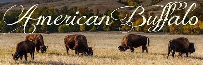Lucchese Buffalo Boots - American Buffalo on the plains